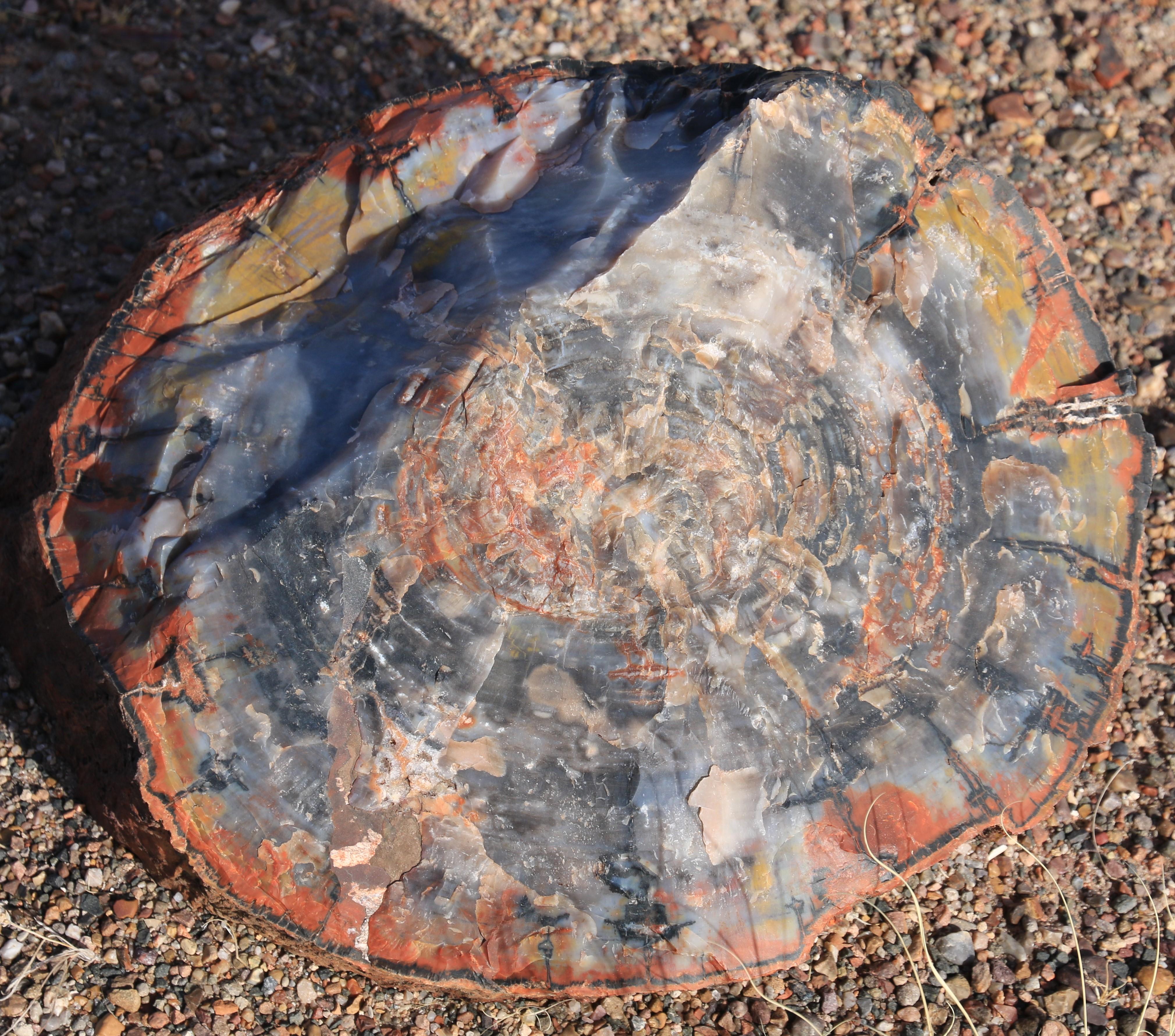 Petrified Forest NP